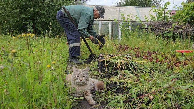Дачная история с участием кота Ганса.