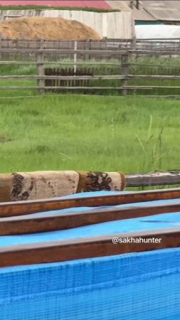 Пару болотных краснокнижных кроншнепов заметили в якутском селе