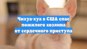 Чихуа-хуа в США спас пожилого хозяина от сердечного приступа