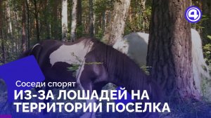 Свободно пасущиеся лошади удивляют жителей СНТ