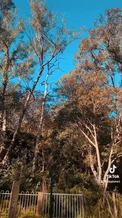 Птицы мяукают как котята! Звуки Австралийского леса. Magpie Birds sounds. #australia🇦🇺 #bushlife