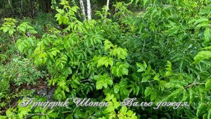 Вальс дождя