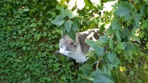 20250728_113853 Испугалась соседской кошки