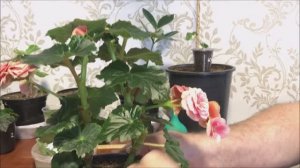 Размножение бегоний листовыми черенками в воде от и до