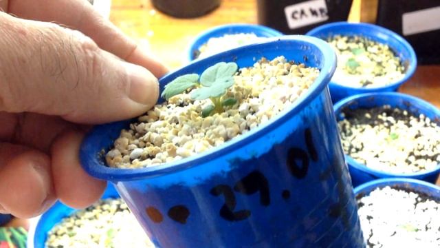 Клубника из семян без пикировки. Часть 2 Рассаде месяц. Обзор. Выводы.