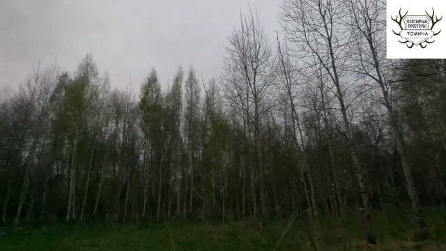 #12. Один шанс - один выстрел Долгие поиски трофея Север Т.О. Охота на вальдшнепа 2025г.