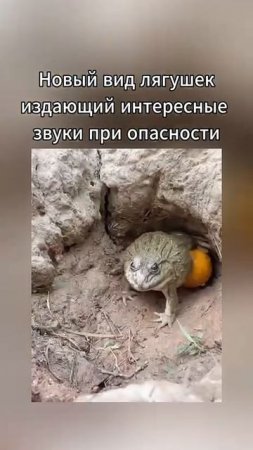 Новый вид лягушек
