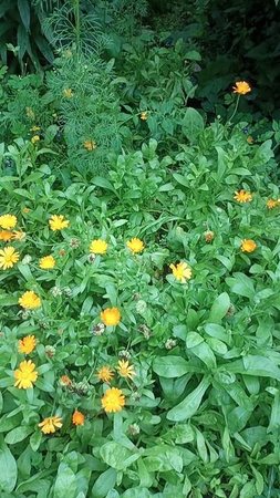 пасматрите какие цветы,кагда как можем и как умеем,садим и выращиваем возле дома,вид 1,част вид4🌿🪴