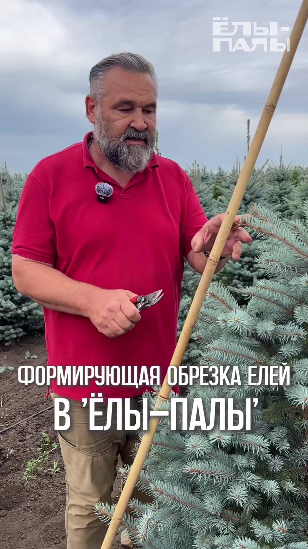 Формирующая обрезка елей в питомнике "ЁЛЫ-ПАЛЫ"