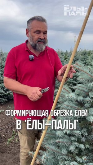Формирующая обрезка елей в питомнике "ЁЛЫ-ПАЛЫ"