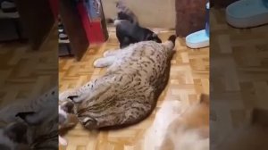 VID_20250728_131736_554.mp4