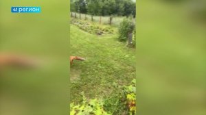 ЛИСЫ УСТРОИЛИ РАЗВЛЕКАТЕЛЬНУЮ ПРОГРАММУ СЕБЕ И ДАЧНИКУ НА 5-Й СТРОЙКЕ • БЕЗ КОММЕНТАРИЕВ