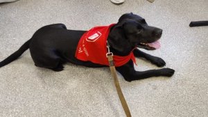 Ozon @ Кардридер @ Chibo  @ Пёс @ Моя Жизнь Кино @ Музей Псов