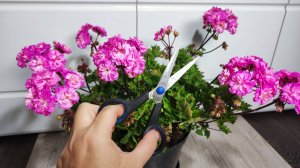 В АВГУСТЕ СДЕЛАЙ ТАК С ГЕРАНЬЮ и герань будет цвести круглый год и получишь лес из цветов