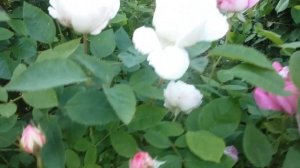 Забавная роза Д. Остина- две в одной.Цветение 2020.