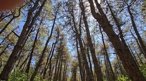 Щепкинский лес. красивая, величественная природа. Лето 2025. Ростов-на-Дону.