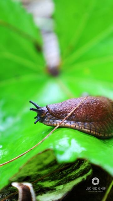 Зеленая красота.