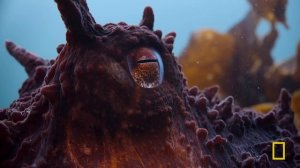Secrets of the Octopus: the Ocean's Masterminds | MEGA EPISODE | Nat Geo Animals