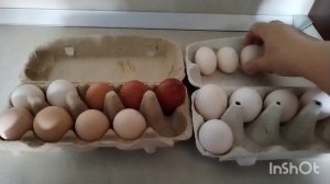 Зачем веду учёт яйценоскости. Ремонт окончен. Жизнь семьи на юге.