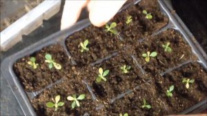 Рододендрон из семян. | Часть 2.  Пикировка 2-х месячных сеянцев.