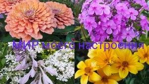 27.07.25 Дача.Покосила,поработала с цветами,пора домой.