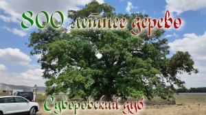 800 летнее дерево. Суворовский дуб.