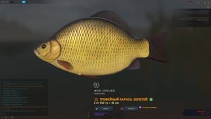 Fisher Online ИСПАНИЯ КАРАСЬ ЗОЛОТОЙ