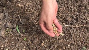 Как сеять сидераты летом после уборки лука и чеснока Какие сидераты сею я