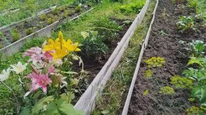 Обзор моего участка конец июля в начале августа.