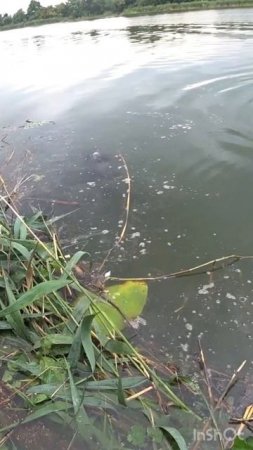 Рыбалка на белого амура  #рыболов  #рыбалка