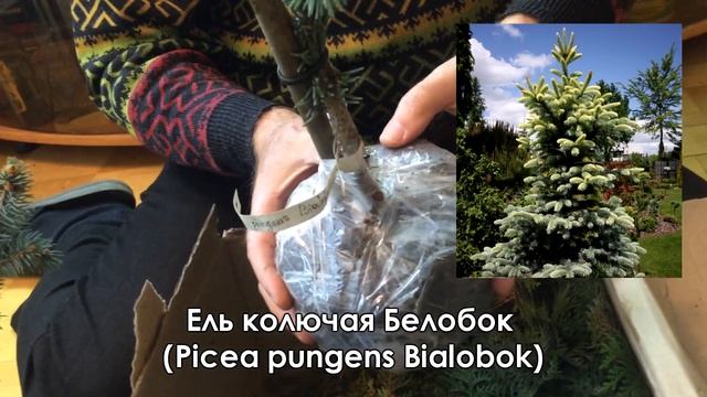 Новые, сортовые голубые ели и туи для размножения черенками. Разбираю посылку.