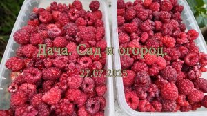 Дача. Сад и огород. 27.07.2025