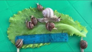 Контрольные замеры улиток Мюллер