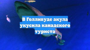 В Голливуде акула укусила канадского туриста