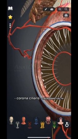 Оболочки ГЯ. Ч. II Сосудистая оболочка️️#anatomy #medicine #shorts