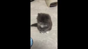 Смешные Коты #35