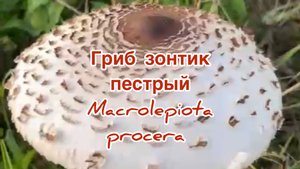 ГРИБ-ЗОНТИК пестрый
Macrolepiota procera