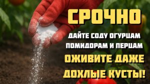 🌱 Почему не растут помидоры, огурцы и перцы? Простое средство спасёт урожай!