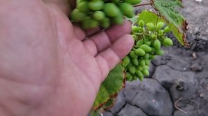 СУПЕР НОВИНКИ НА ПРИВИВКАХ!!!