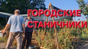 652 Жизнь Городских станичников на юге.Работы полно.Урожай не кончается.