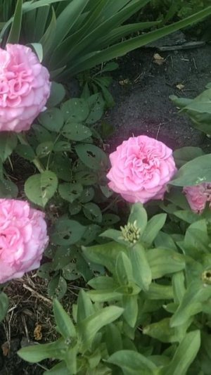 Теперь и у меня есть популярная Эшли!🔥🌹 Такие классные бутоны😍