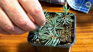 Размножается ли голубая ель черенками