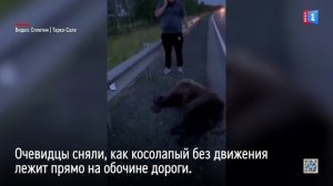 На трассе Пуровск-Губкинский сбили медвежонка