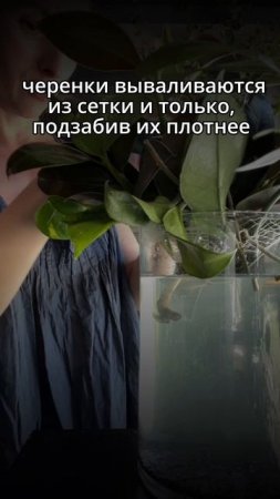 #комнатныерастения #фитодизайн #озеленение
