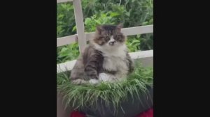 Смешные Коты #37