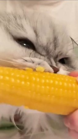 Ну, как же это вкусно!