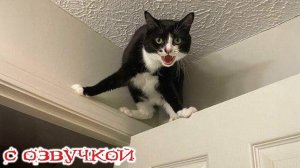 Приколы с котами! С ОЗВУЧКОЙ! Самые смешные животные!! Смешные коты с собаками!