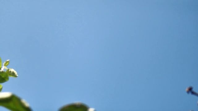 Гоняем голубей . petal_20250728_085407.mp4 смотреть онлайн