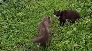 Серьёзный разговор котов 🐱