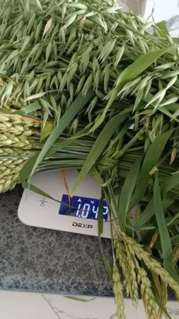 Продаю в колосьях овес,пшеницу для птиц и грызунов,пишите